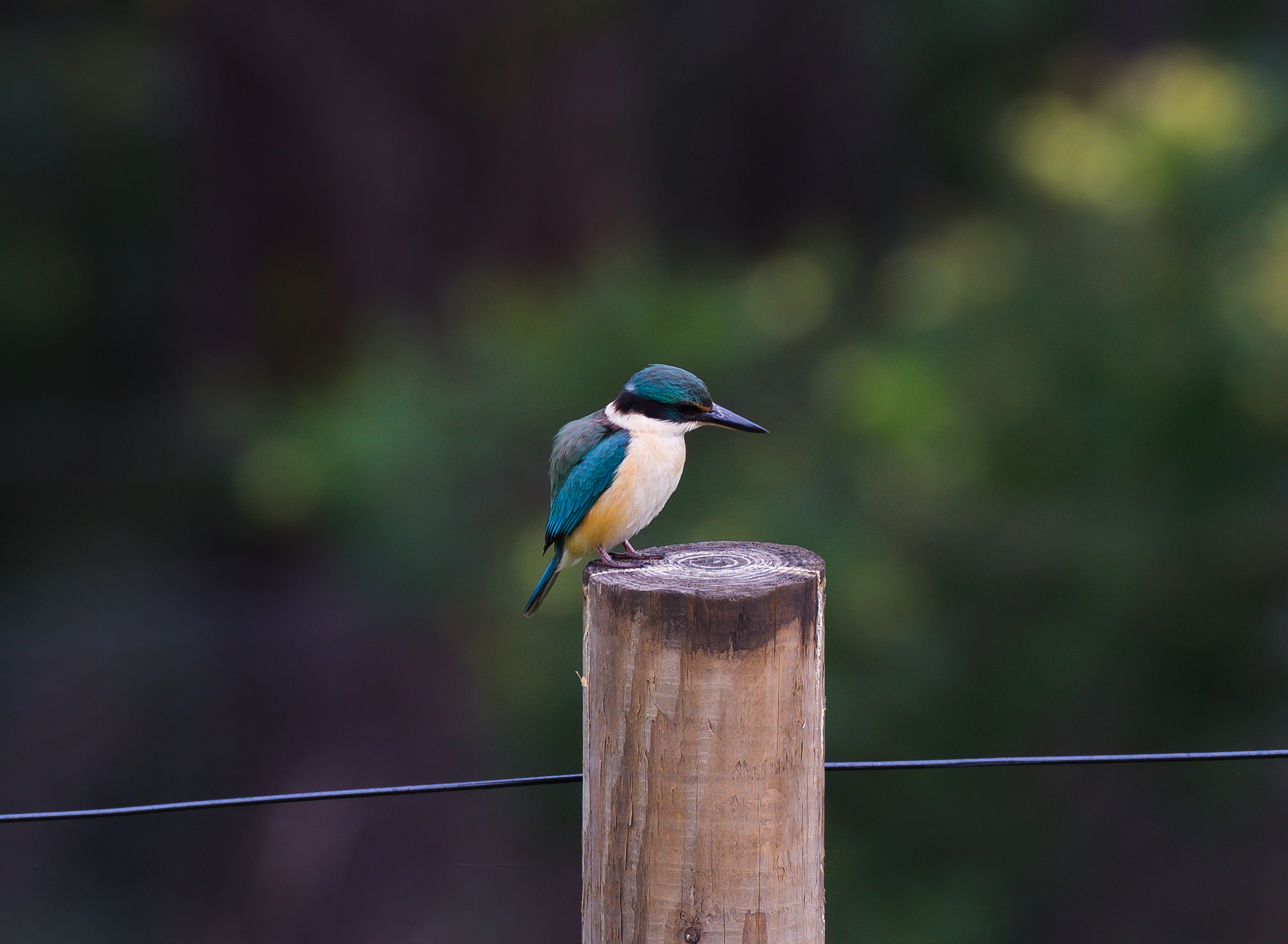 Kingfisher