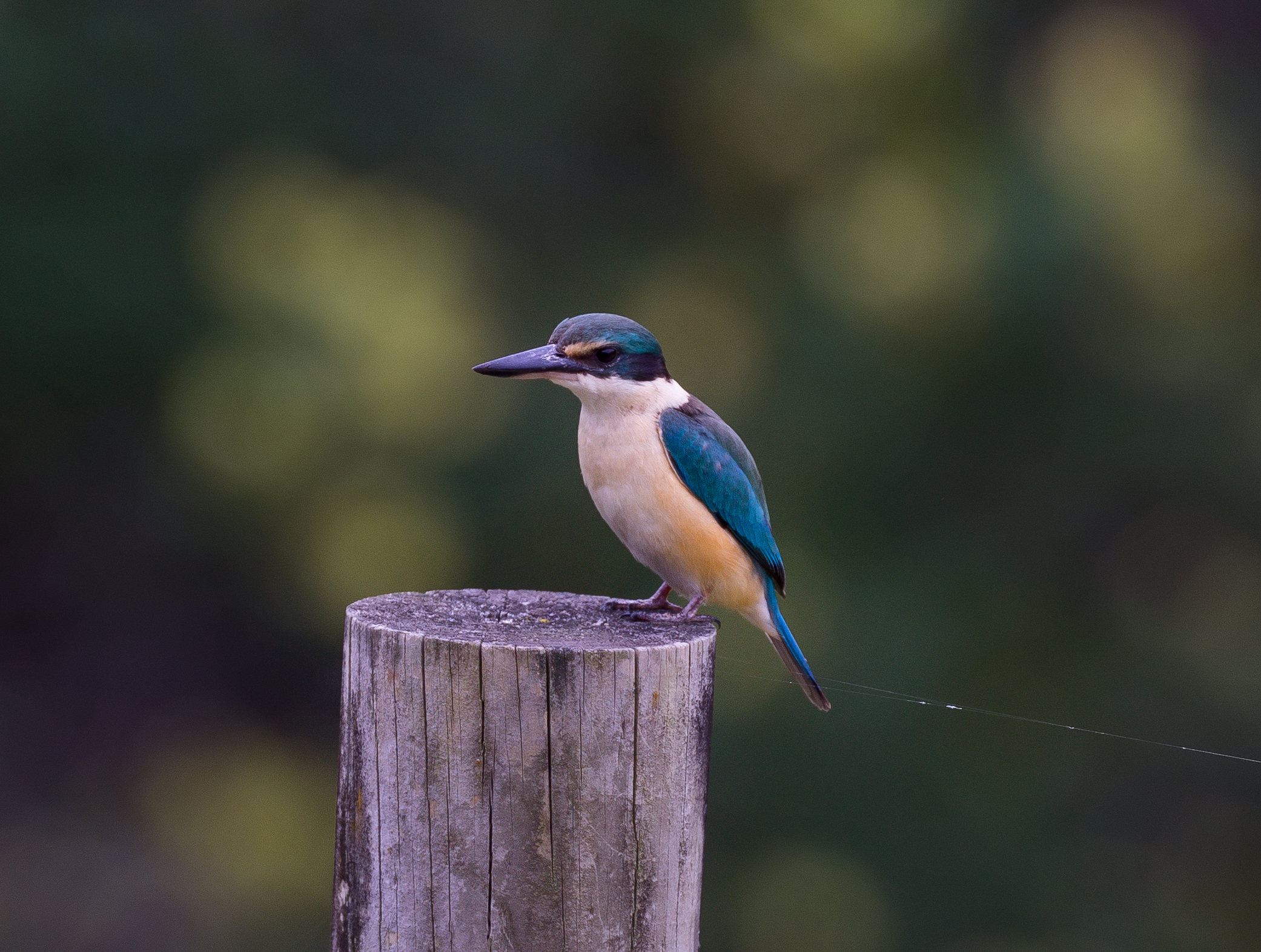 Kingfisher 