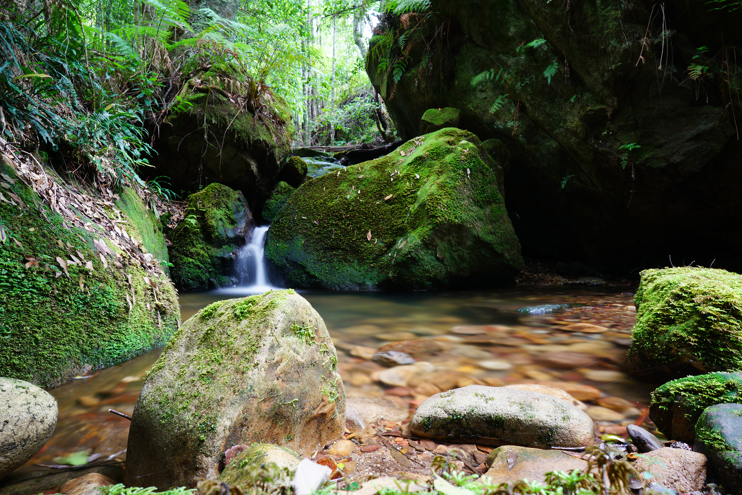 Megalong Valley Coachwood Glen Waterfall NSW Australia