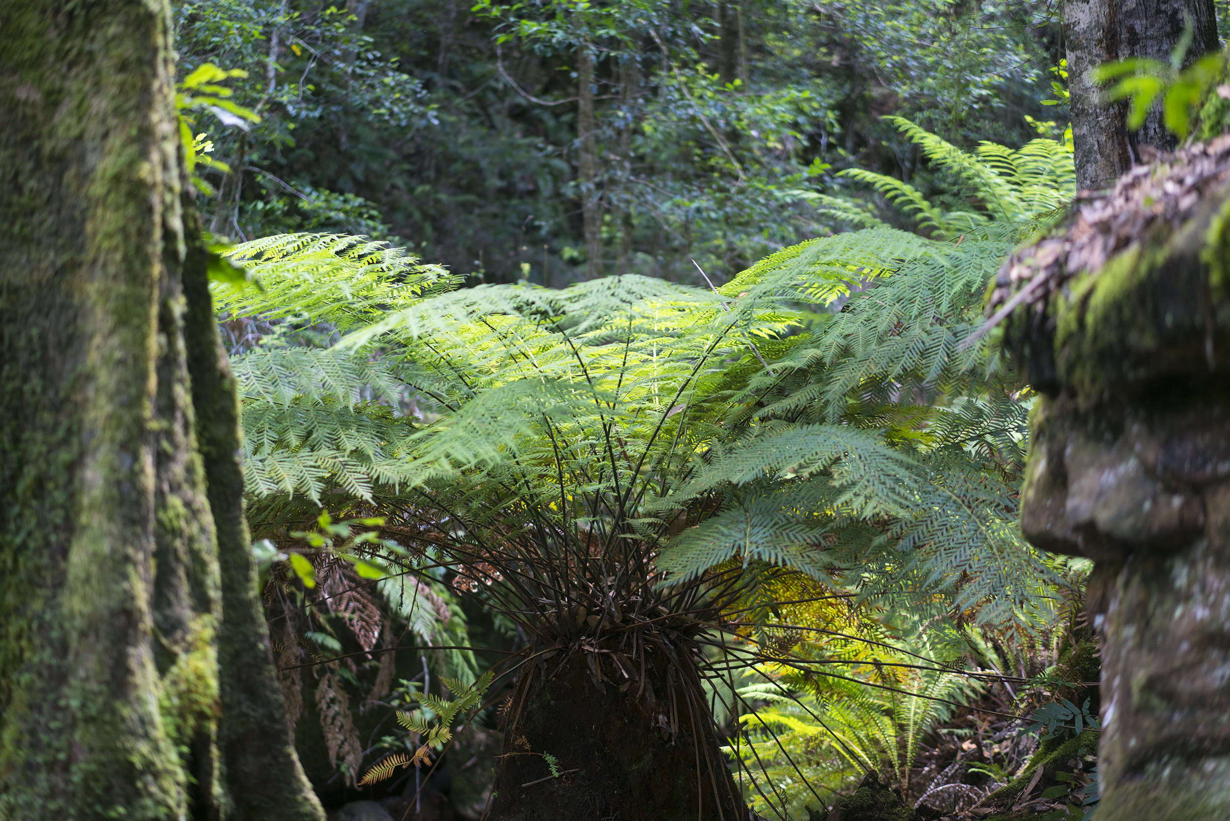Megalong Valley Fern Tree