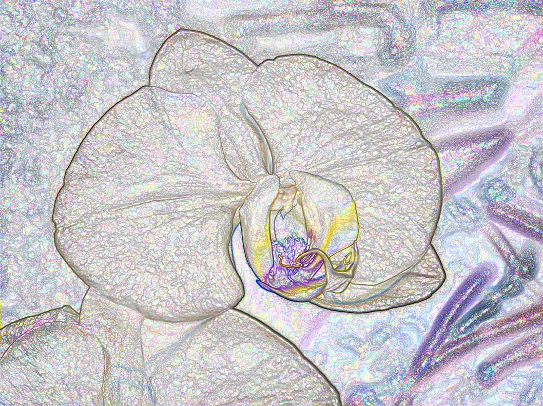 Crayon Sketch Orchid