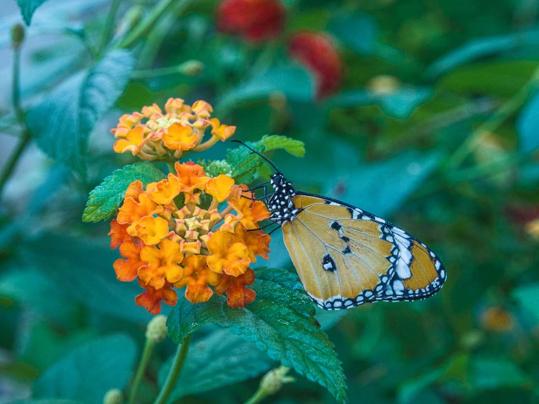 Plain tiger/African Monarch