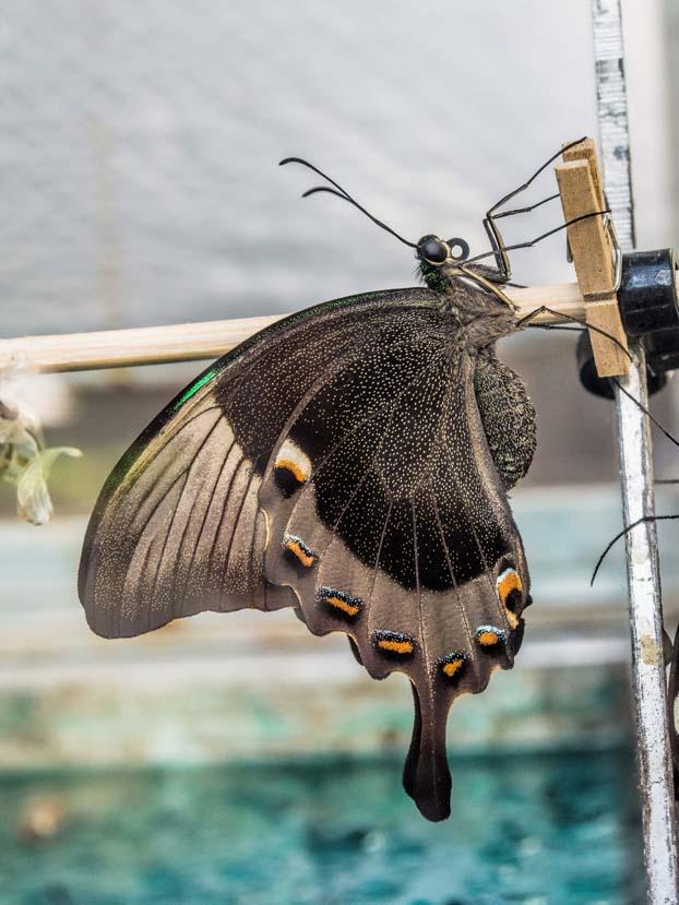 Emerald swallowtail just emerged