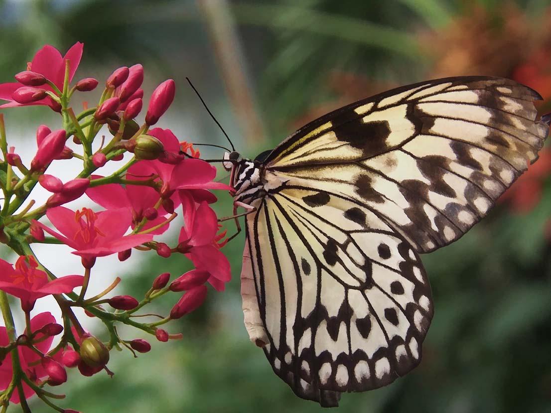 Paper Kite Painting