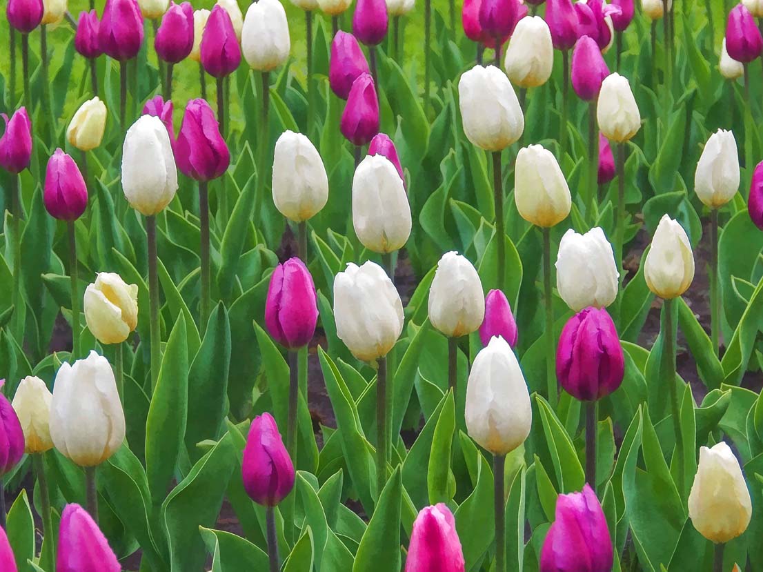 Tulips at Zoo