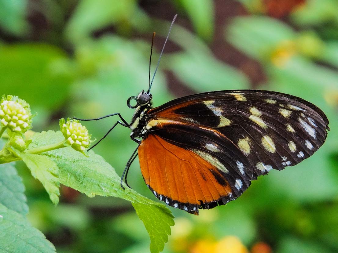 Tiger Longwing