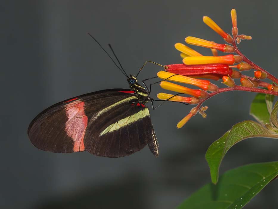 Postman butterfly