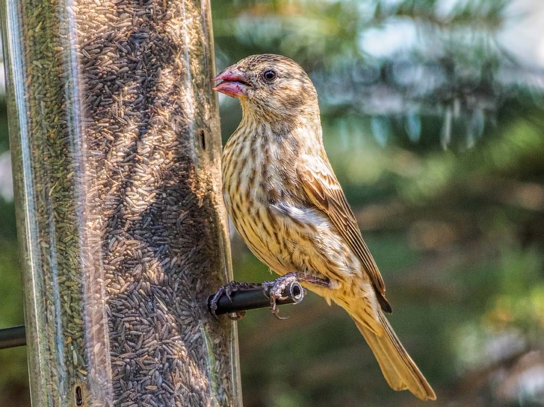 Purple Finch (female)