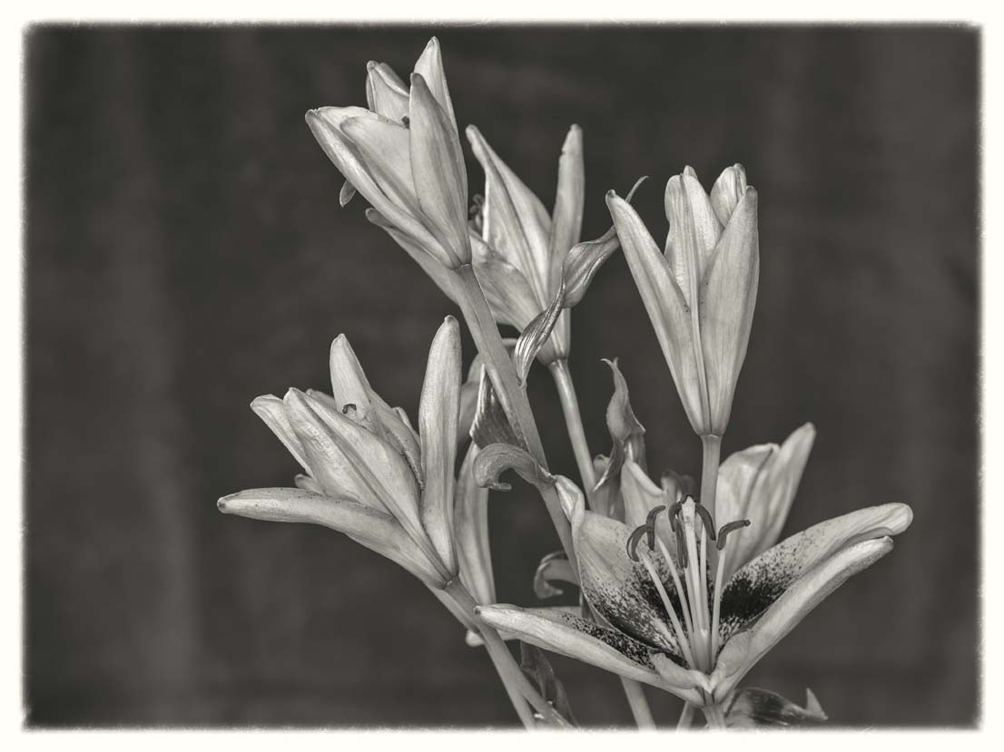 Platinum Lillies (color below)