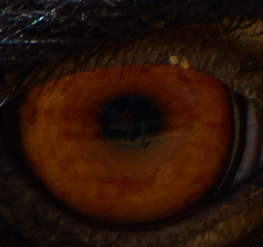 me in an emu eye.jpg