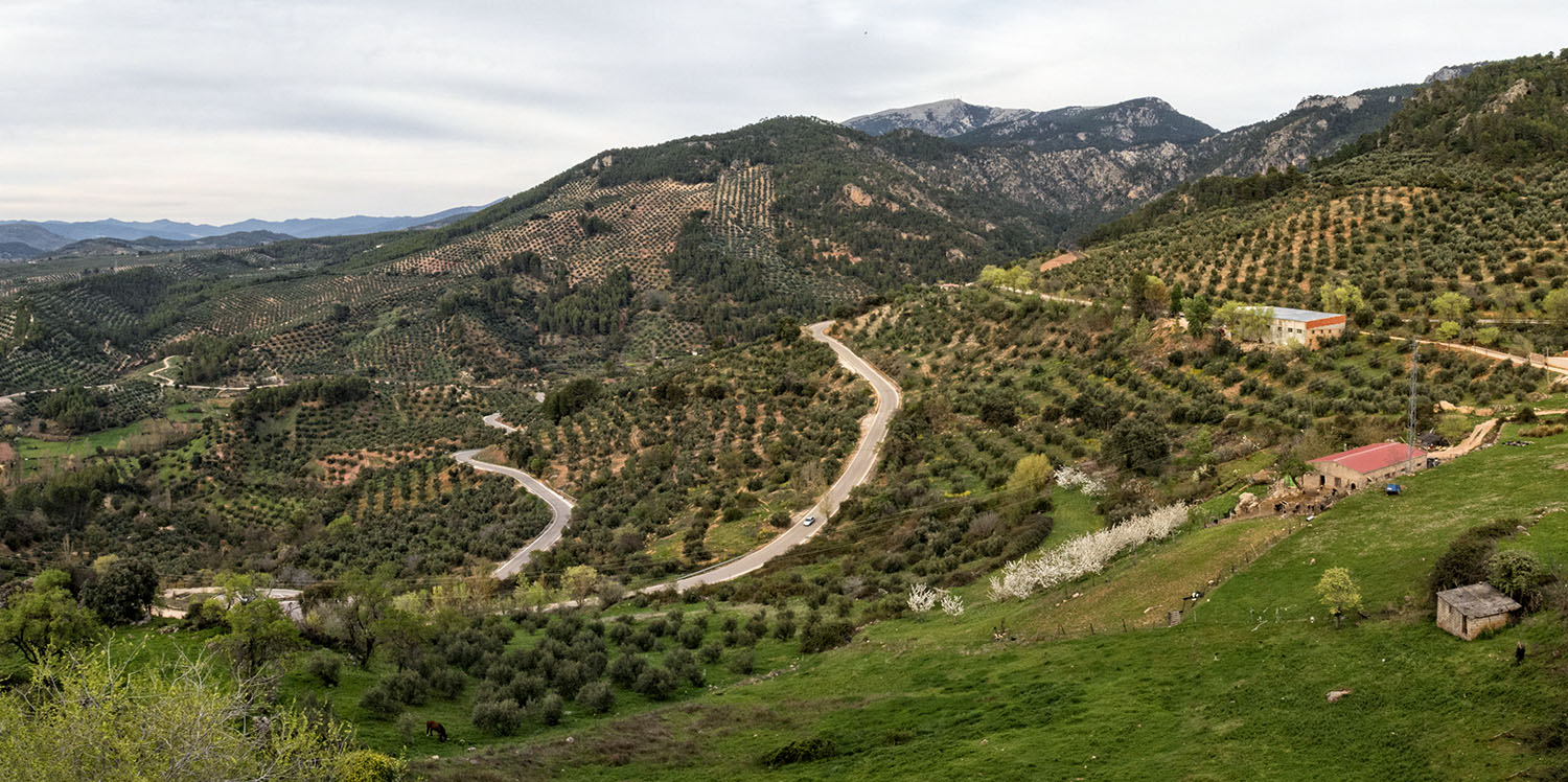 Hornos, olivos