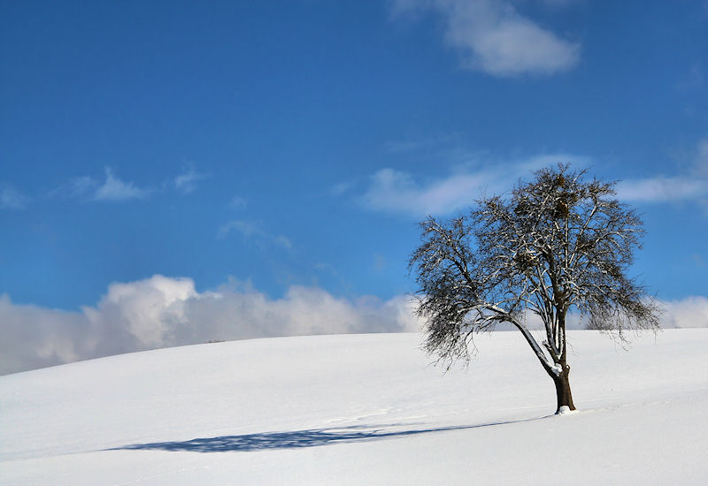 The proud solitude of a tree...