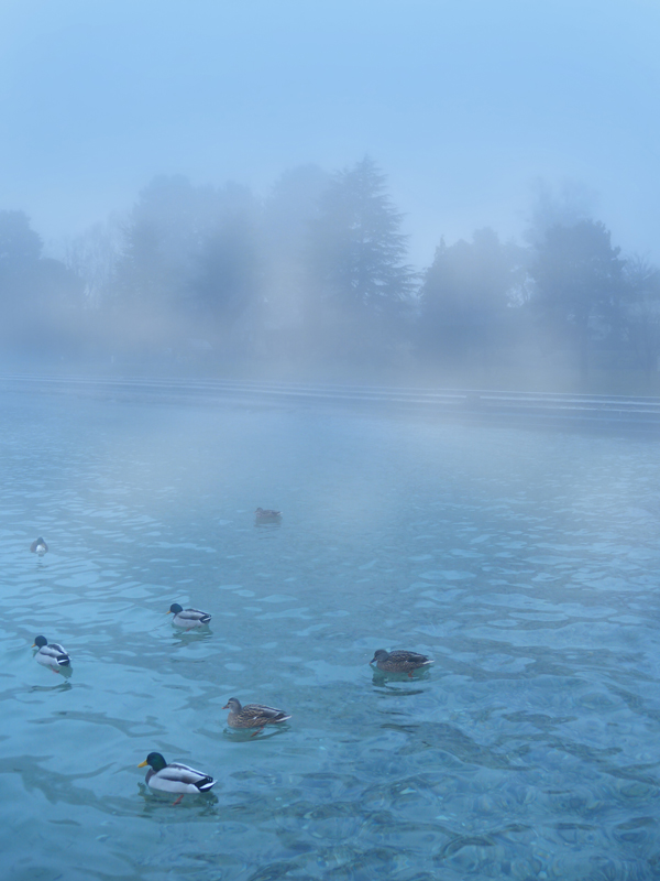 Having a good, misty swim...