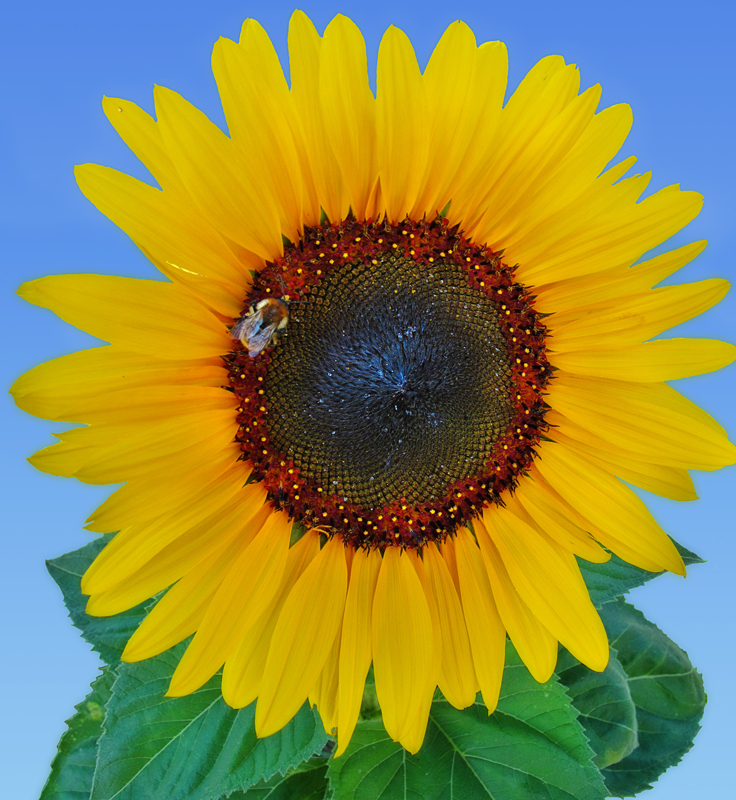 Sunflower 98