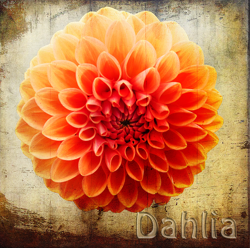 Orange Dahlia...
