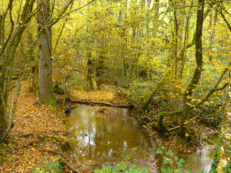 Once, many, many years ago, there were beavers here...