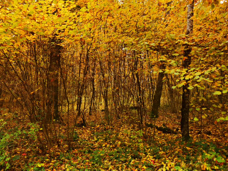 Autumn maze...