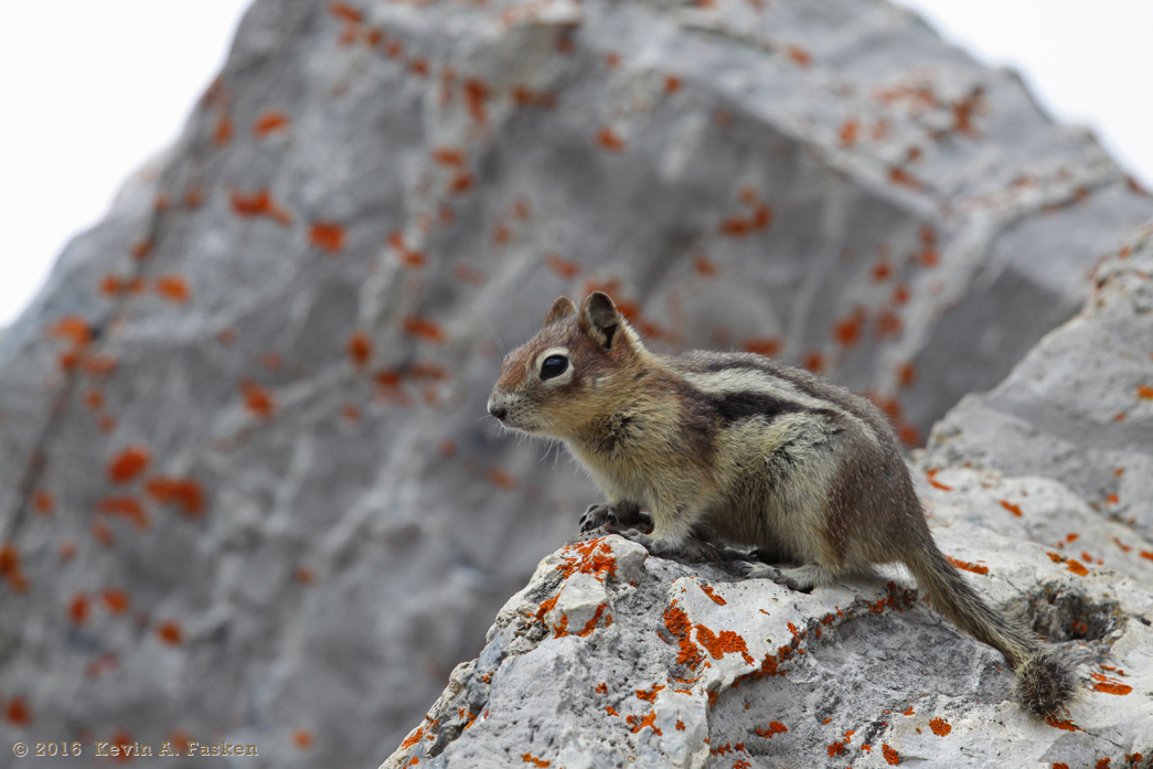 MOUNTAIN SQUIRREL