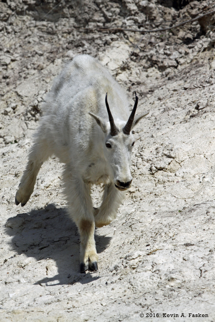 RUNNING DOWNHILL