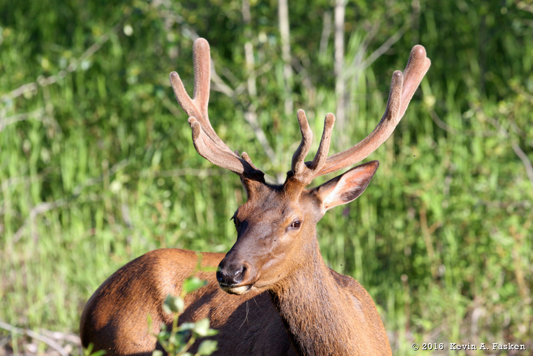 ELK IN THE SUN #2
