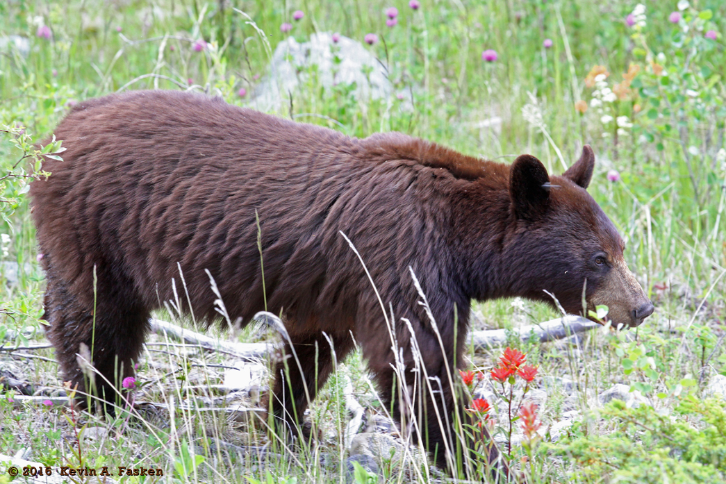 JASPER BEAR