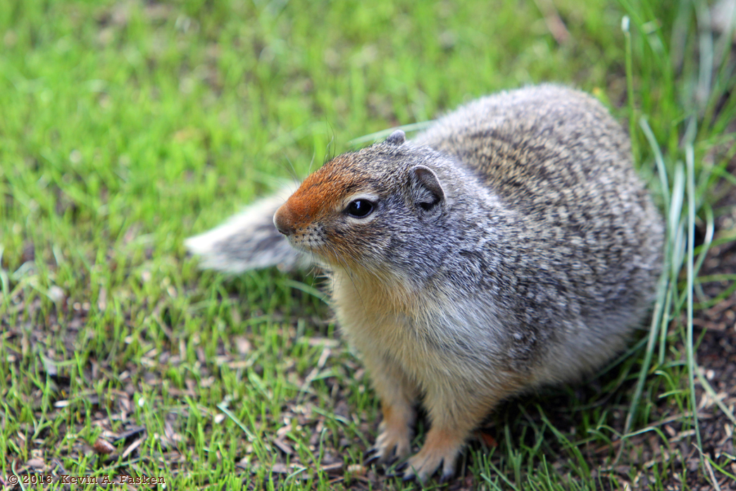 GROUND SQUIRREL
