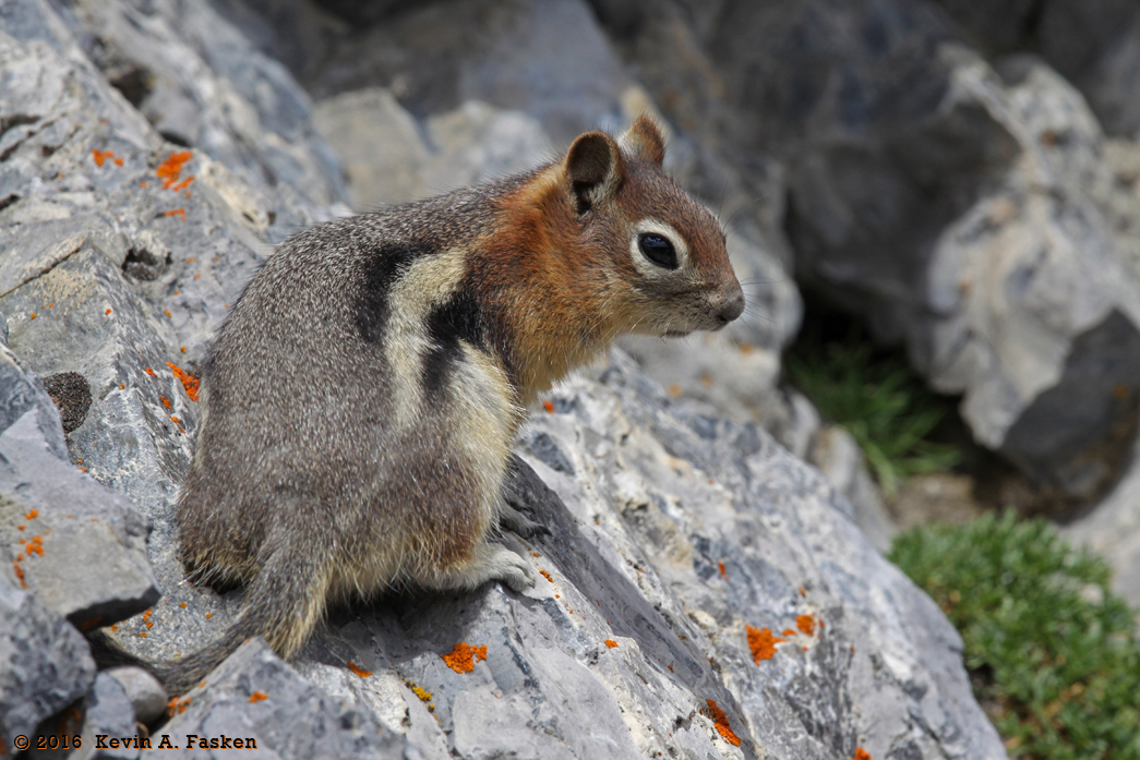 MOUNTAIN SQUIRREL 3