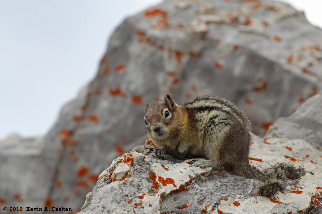 MOUNTAIN SQUIRREL 2