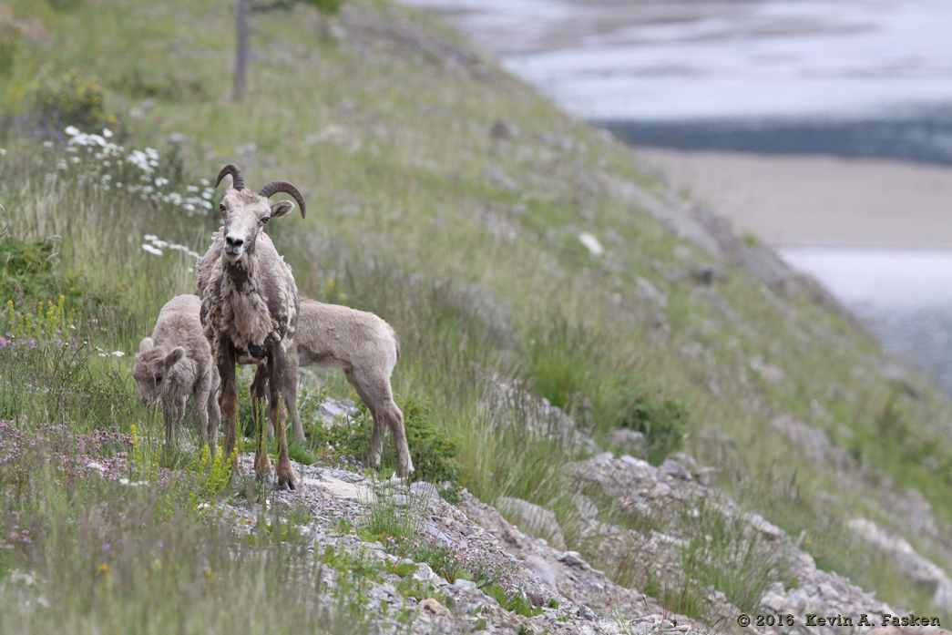 SHEEP ON A HILL