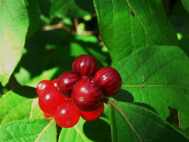 P1090030_1.jpg