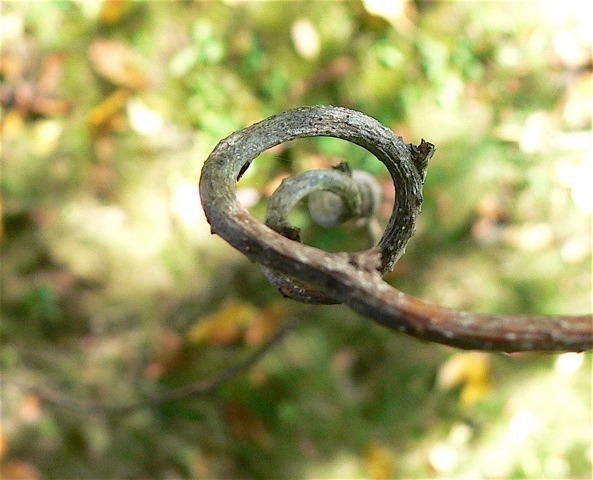 P1090083.jpg