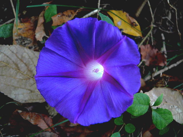 P1090212a.jpg