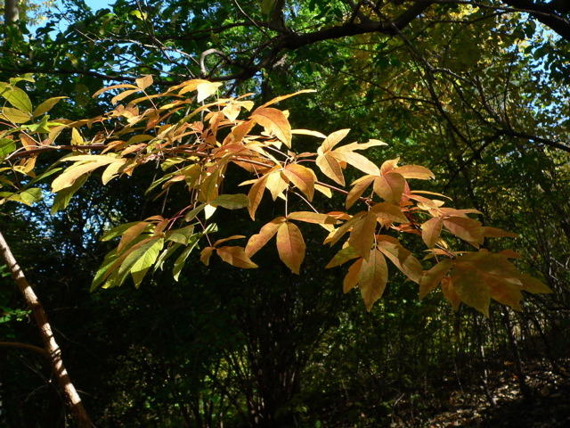 P1090263.jpg