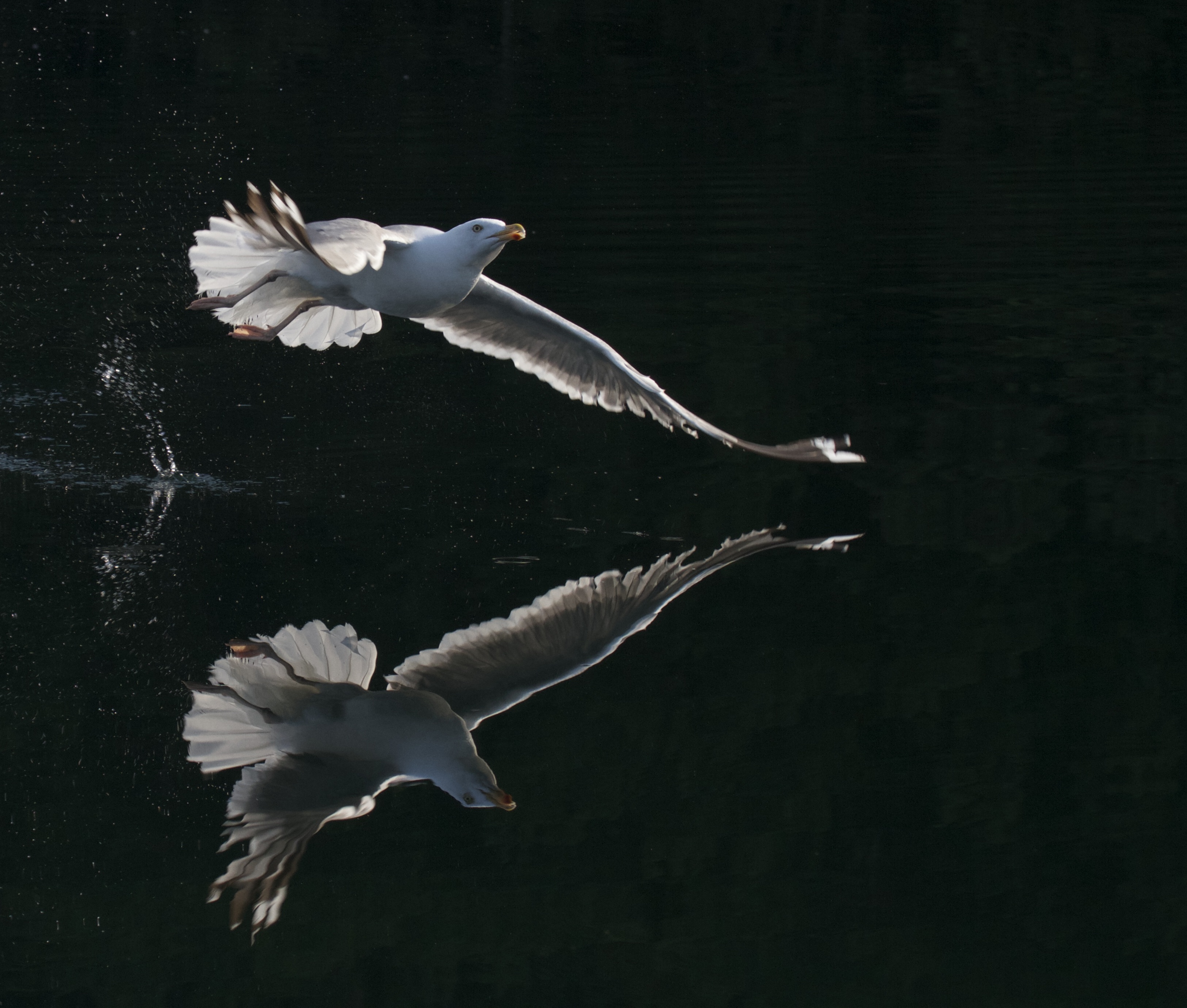 Flying gull - Norway