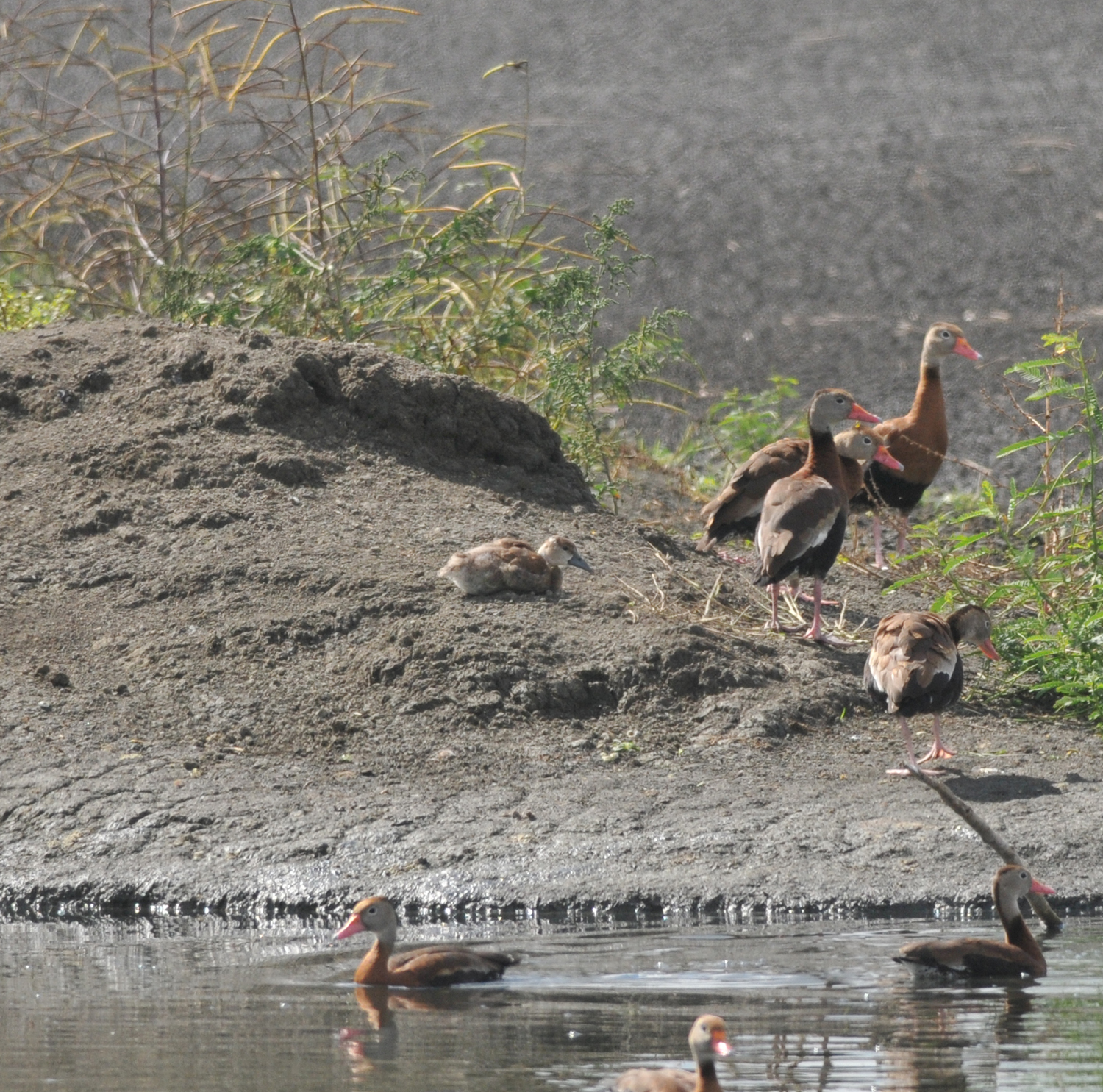 Black-bellied Whistling Duck duckling, Ensley, Shelby Co, TN, 17 Oct 13