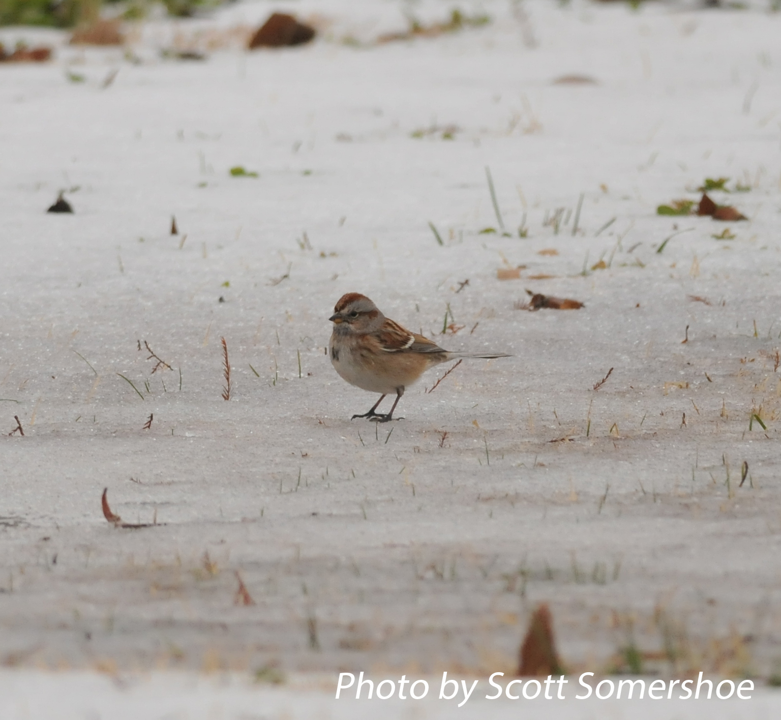 American Tree Sparrow, #3 of the day, Airpark Inn, Reelfoot Lake, Lake Co., TN, 14 Dec 13