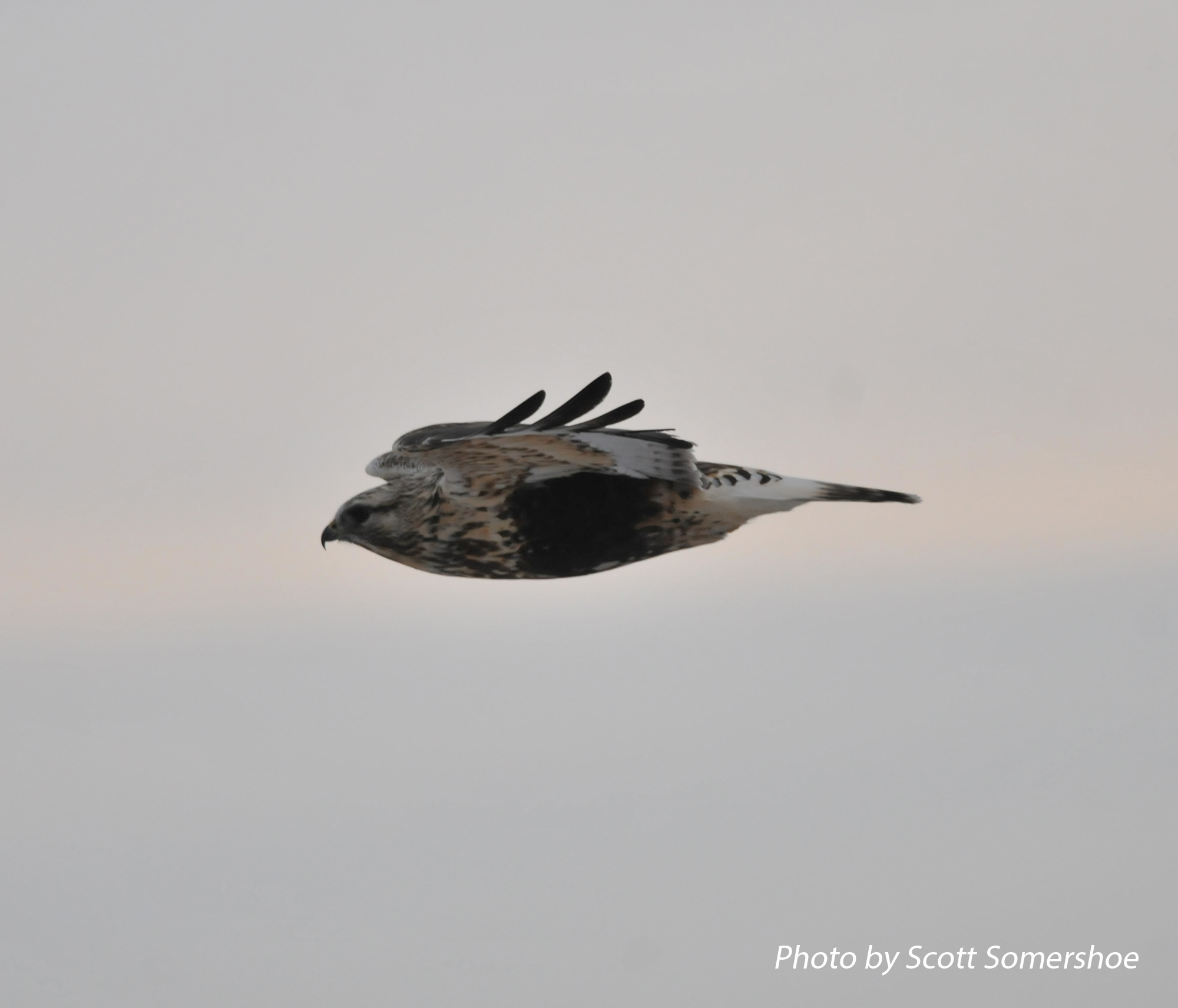 Rough-legged Hawk, adult female, light morph, Hwy 78 and Hwy 213, Lake Co., TN, 13 Dec 13