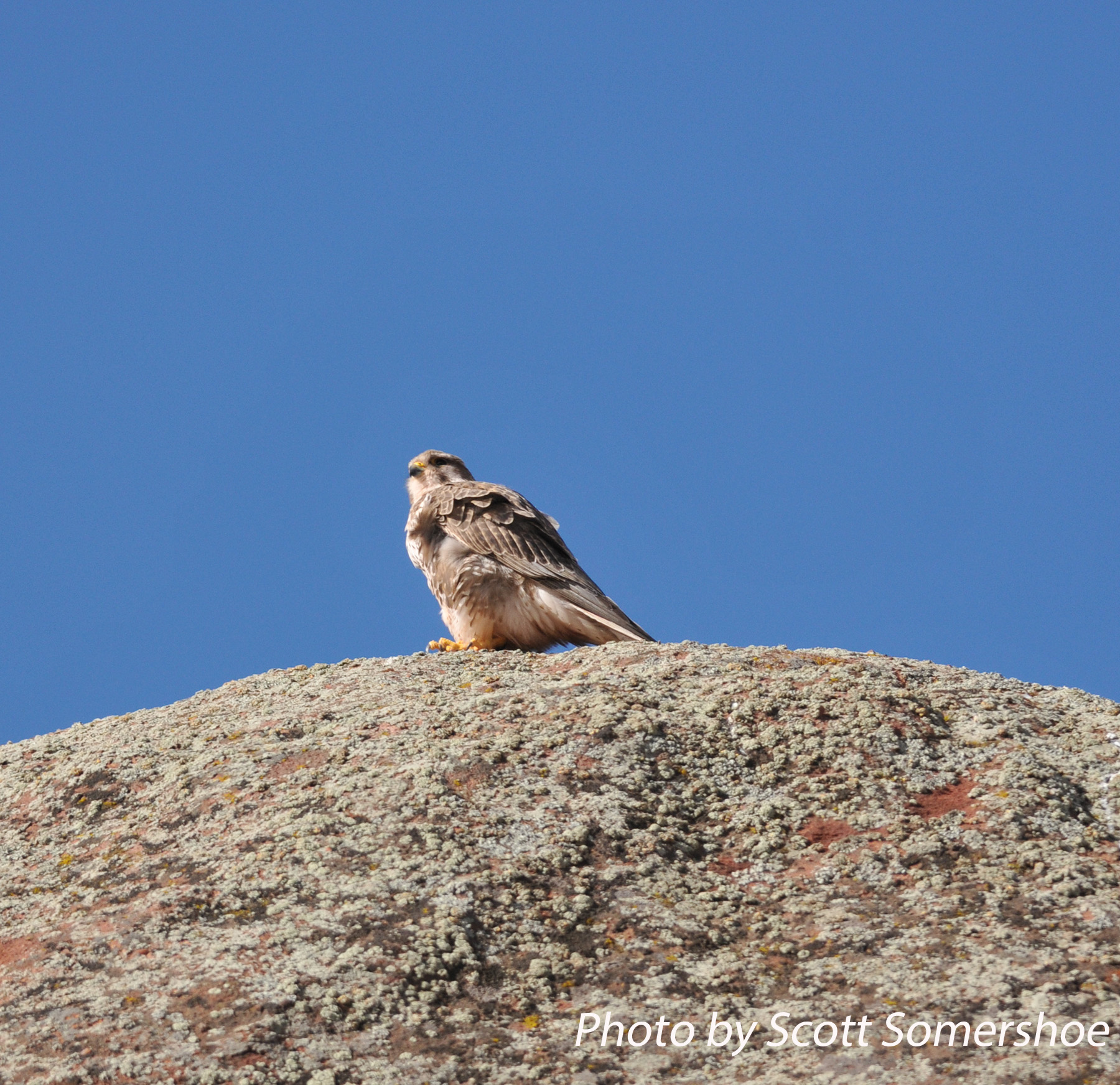 Prairie Falcon, Red Rocks, 5 Apr 14
