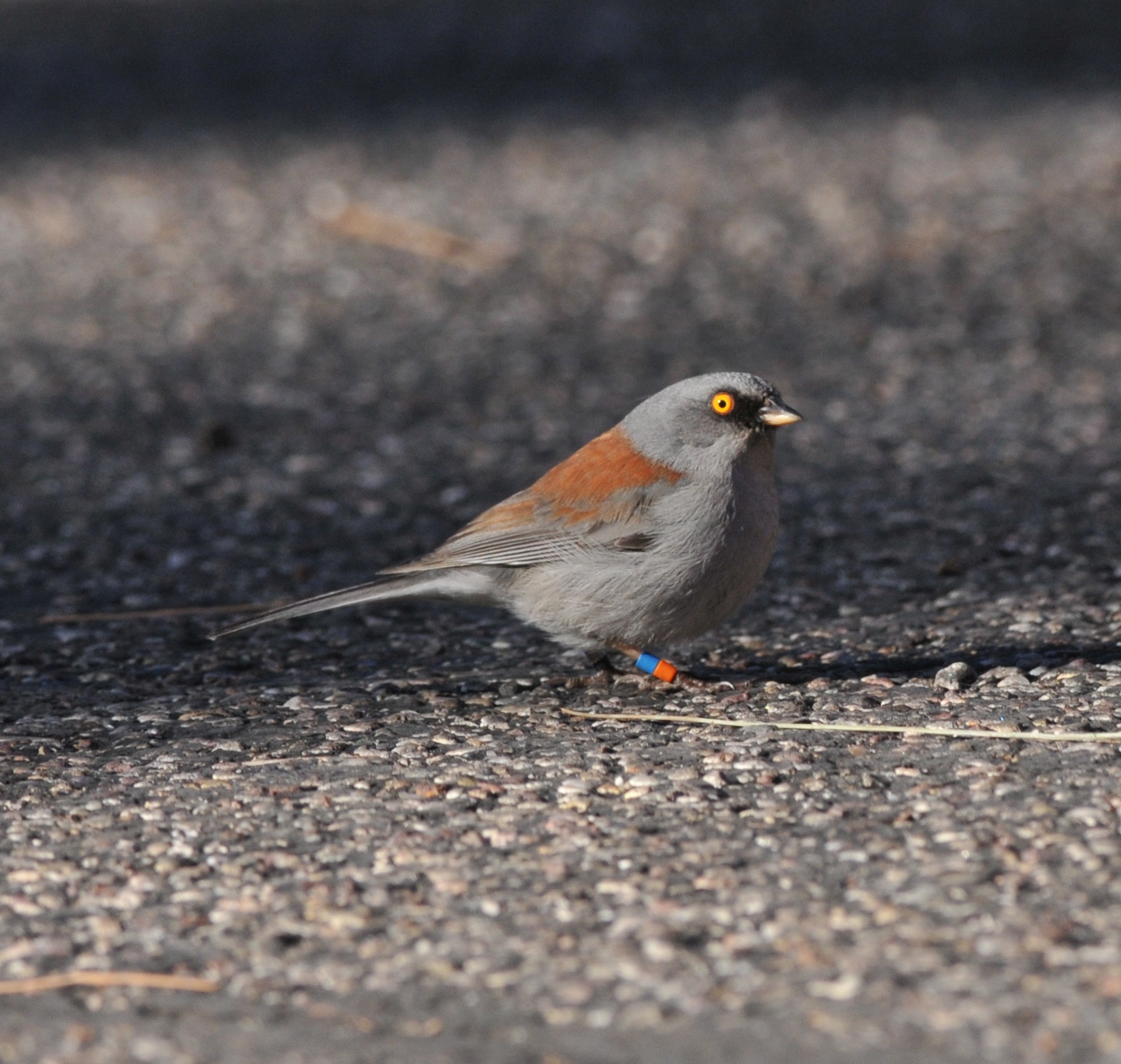 Yellow-eyed Junco, Rose Canyon, Mt Lemmon, 23 Apr 15