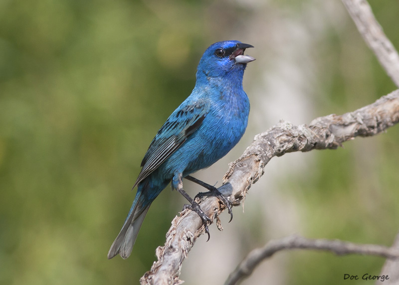 Indigo Bunting