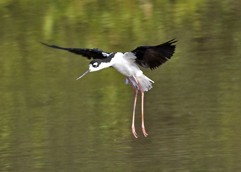 Black-necked Stilt