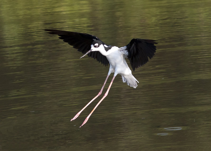 Black-necked Stilt
