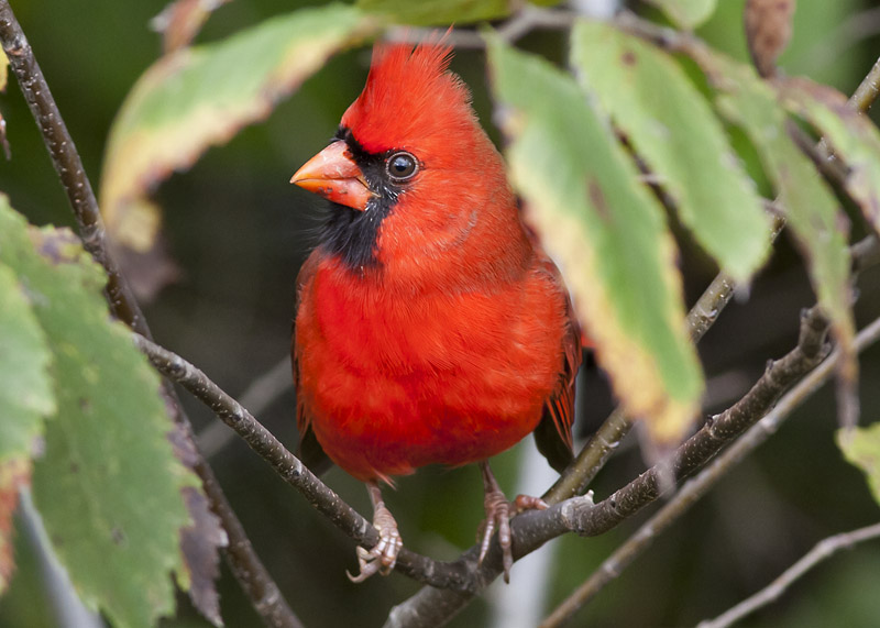 Northern Cardinal
