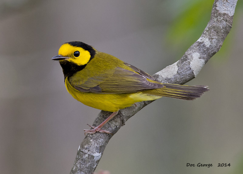 Hooded Warbler