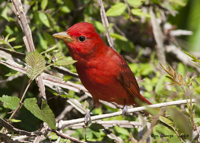 Summer Tanager