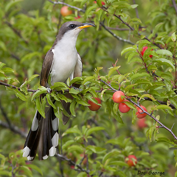 Yellow-billed Cuckoo