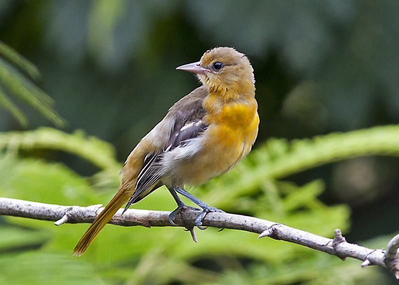 Baltimore Oriole - Female - Immature