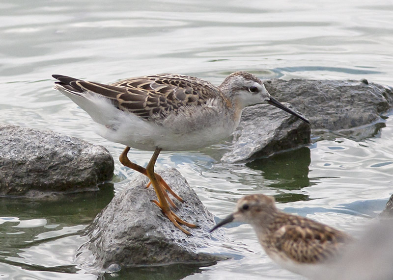 Wilsons Phalarope