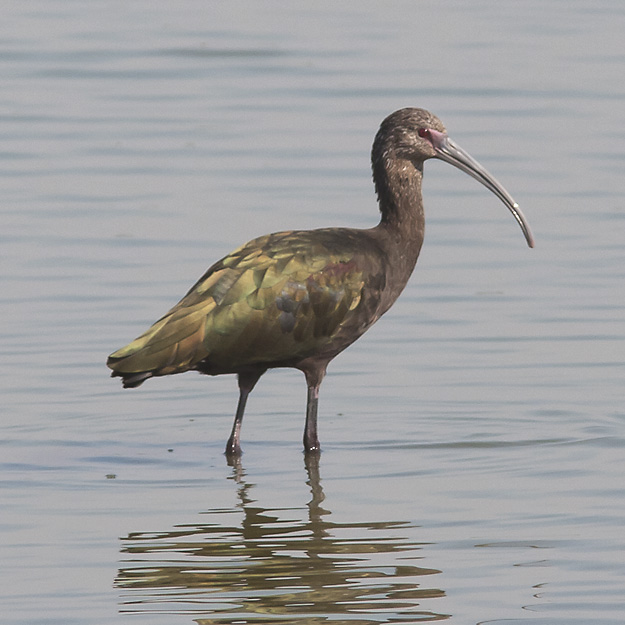 White-faced Ibis