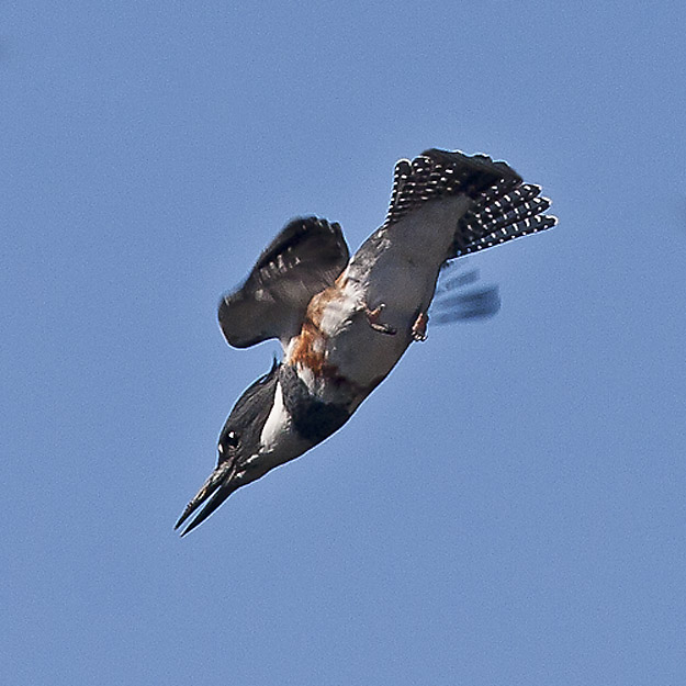 Belted Kingfisher